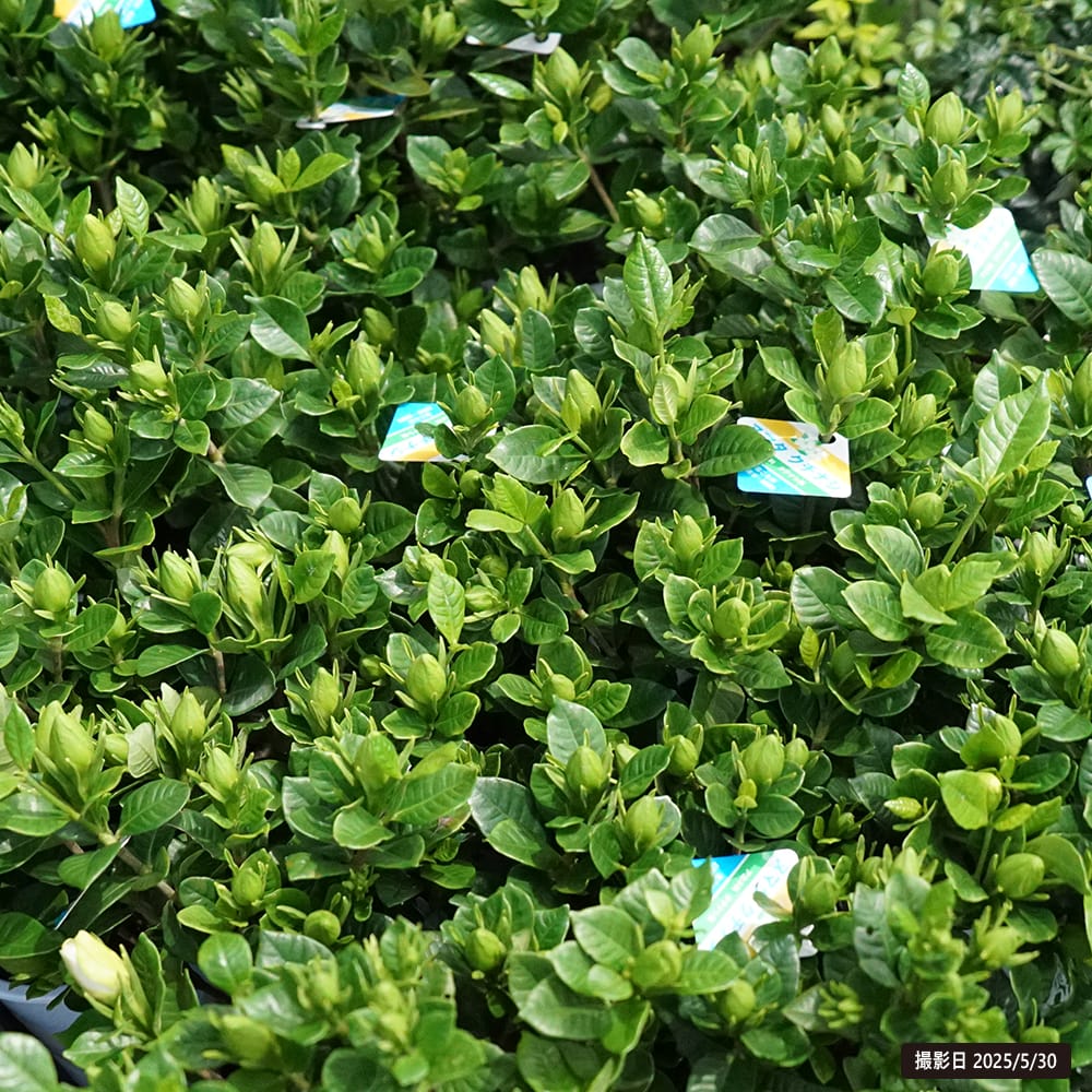 クチナシ ヌマタ 1