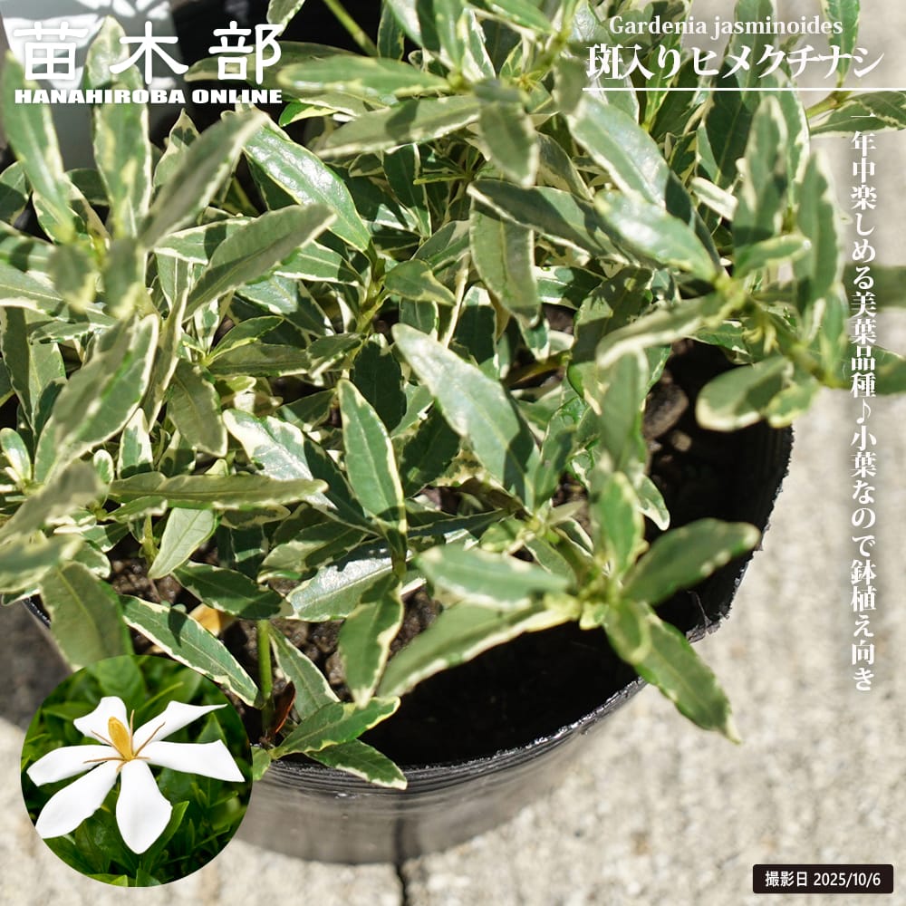 クチナシ 斑入り ヒメクチナシ 