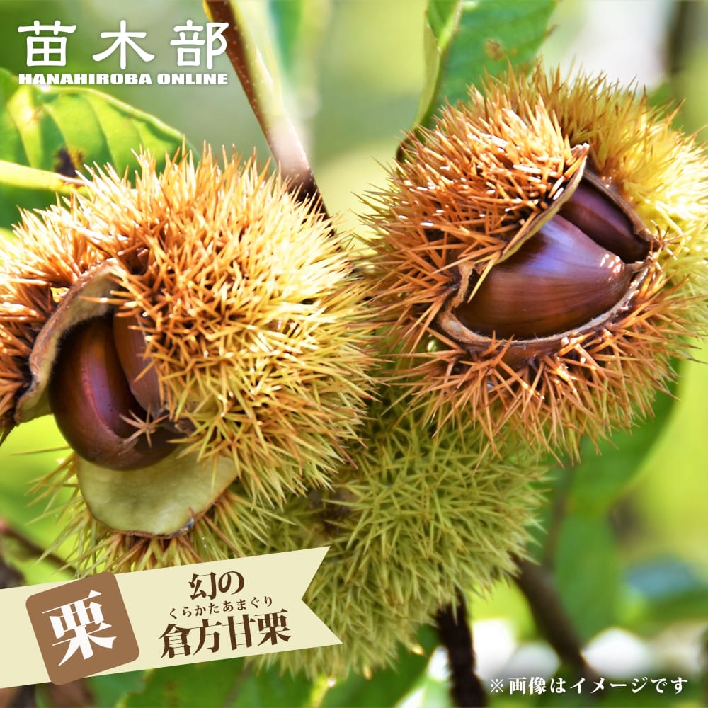 栗 幻の倉方甘栗