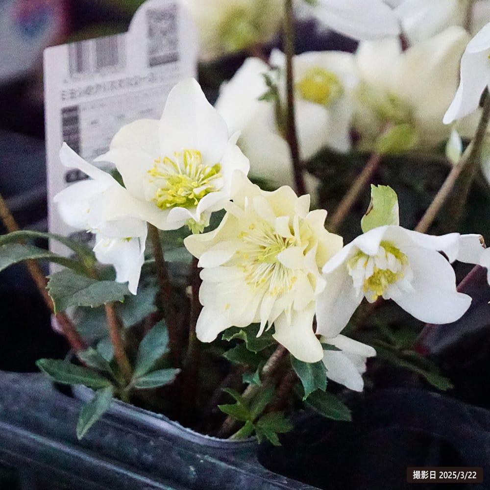 クリスマスローズ ダブルファンタジー 苗 販売 苗木部 By 花ひろば