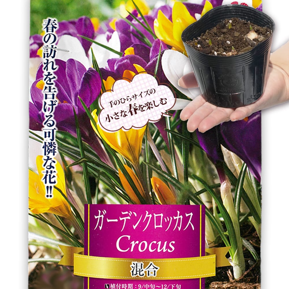 クロッカス ガーデンクロッカス混合 