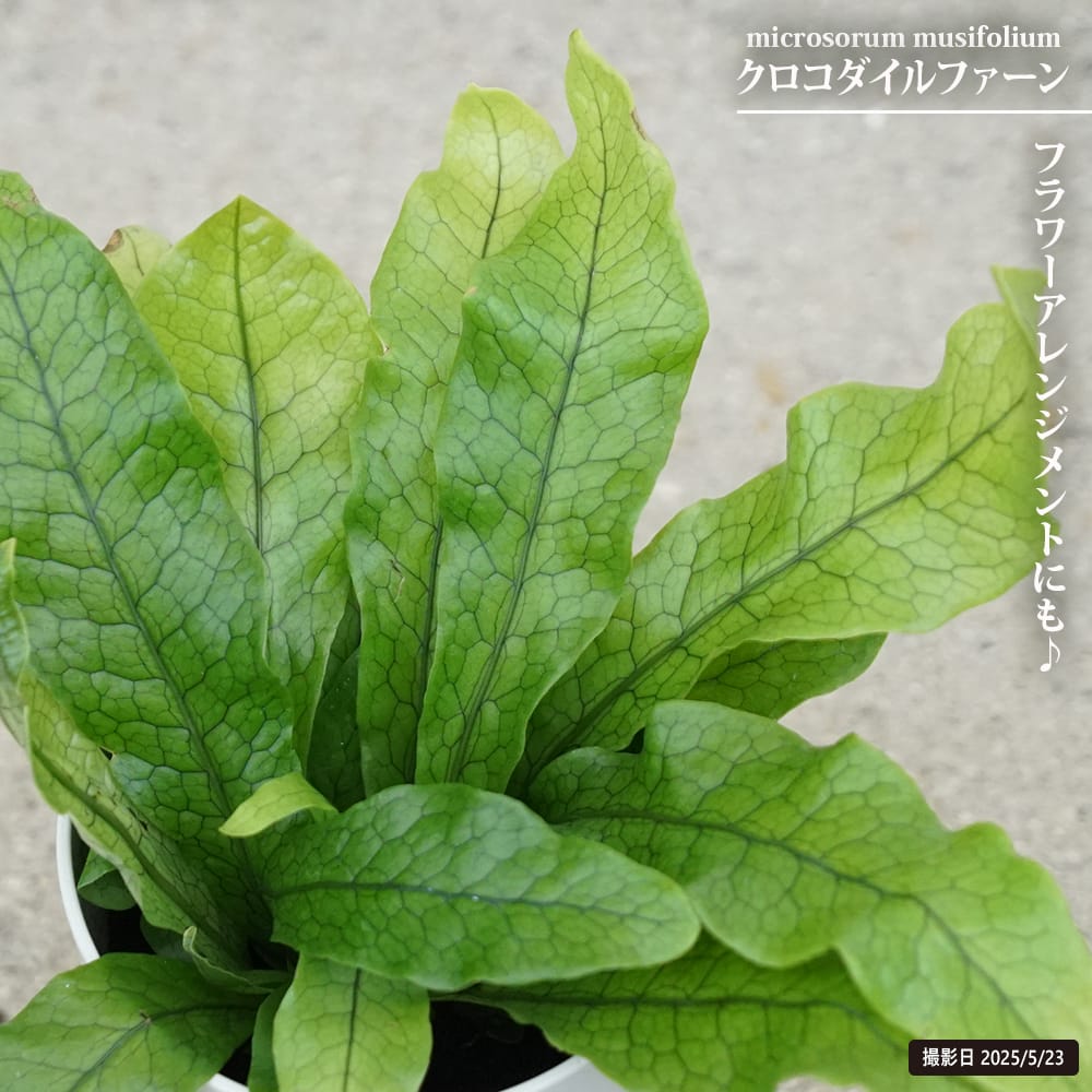 シダ クロコダイルファーン 