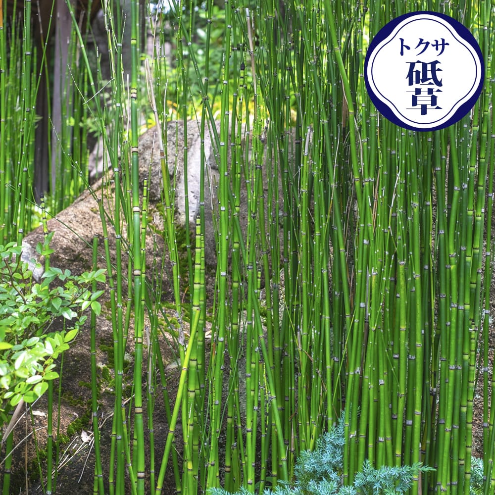 トクサ  