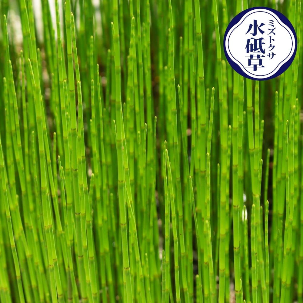 トクサ ミズトクサ 