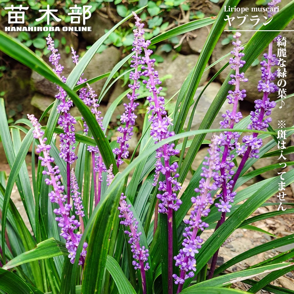 ヤブラン ヤブラン 