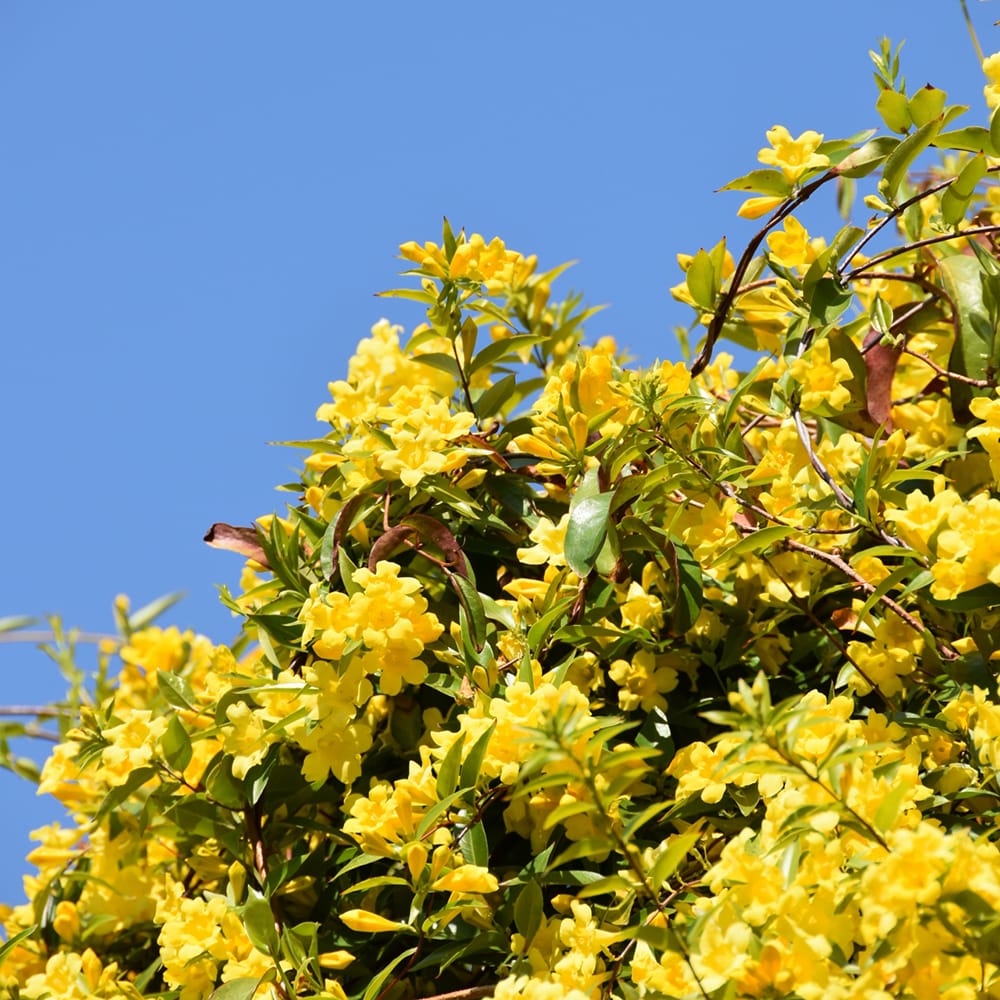 カロライナジャスミンの苗 通販 苗木部 By 花ひろばオンライン