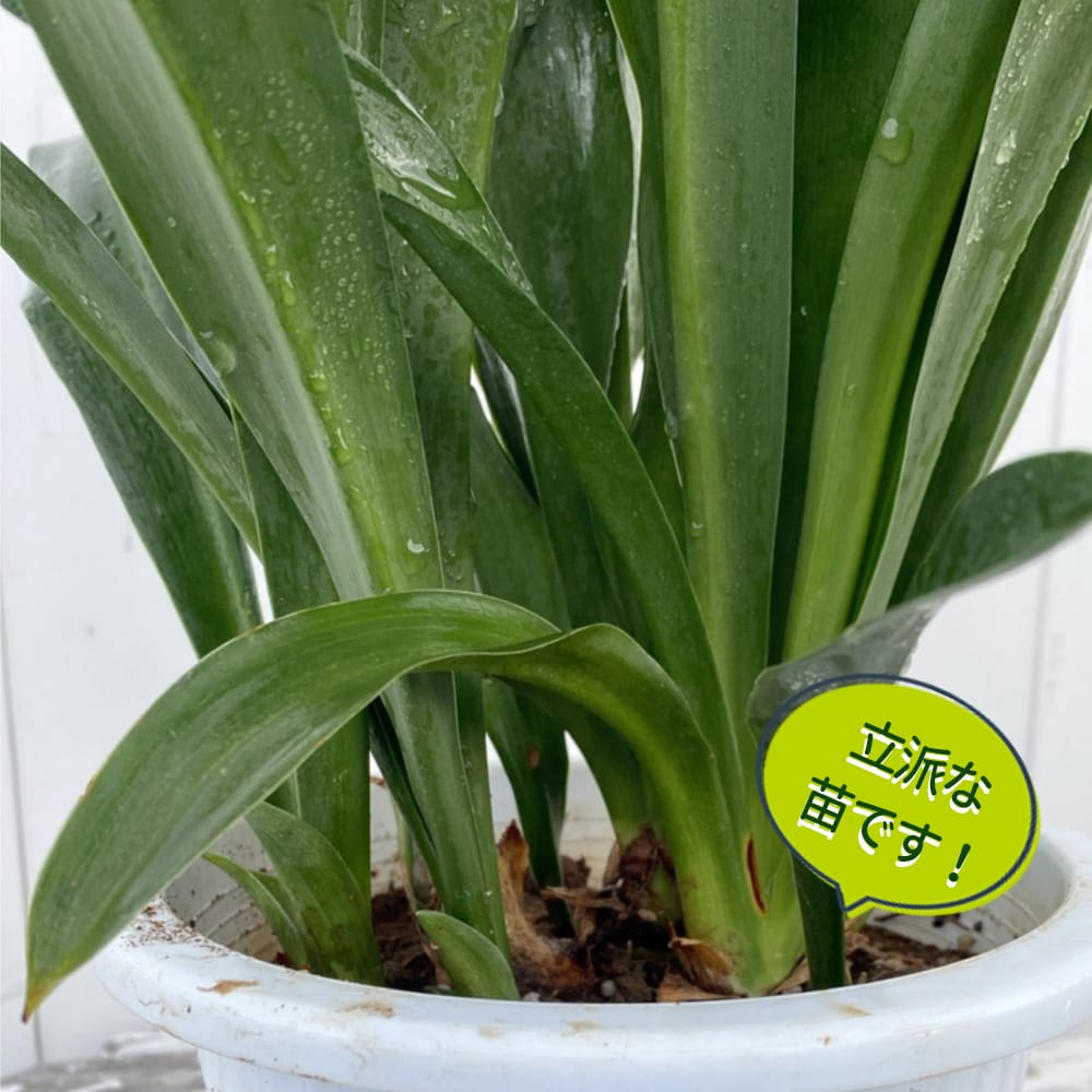 万年青（オモト） 苗 販売 苗木部 By 花ひろばオンライン