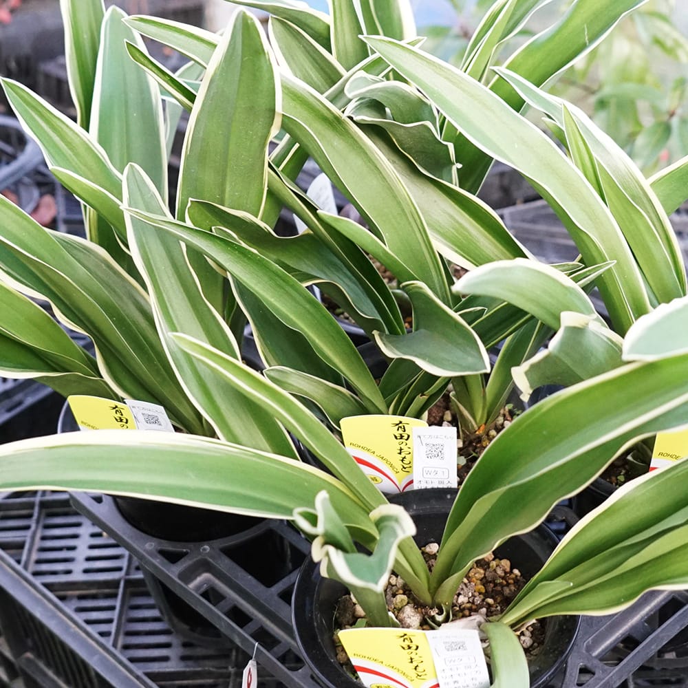 万年青（オモト） 有田都城 2