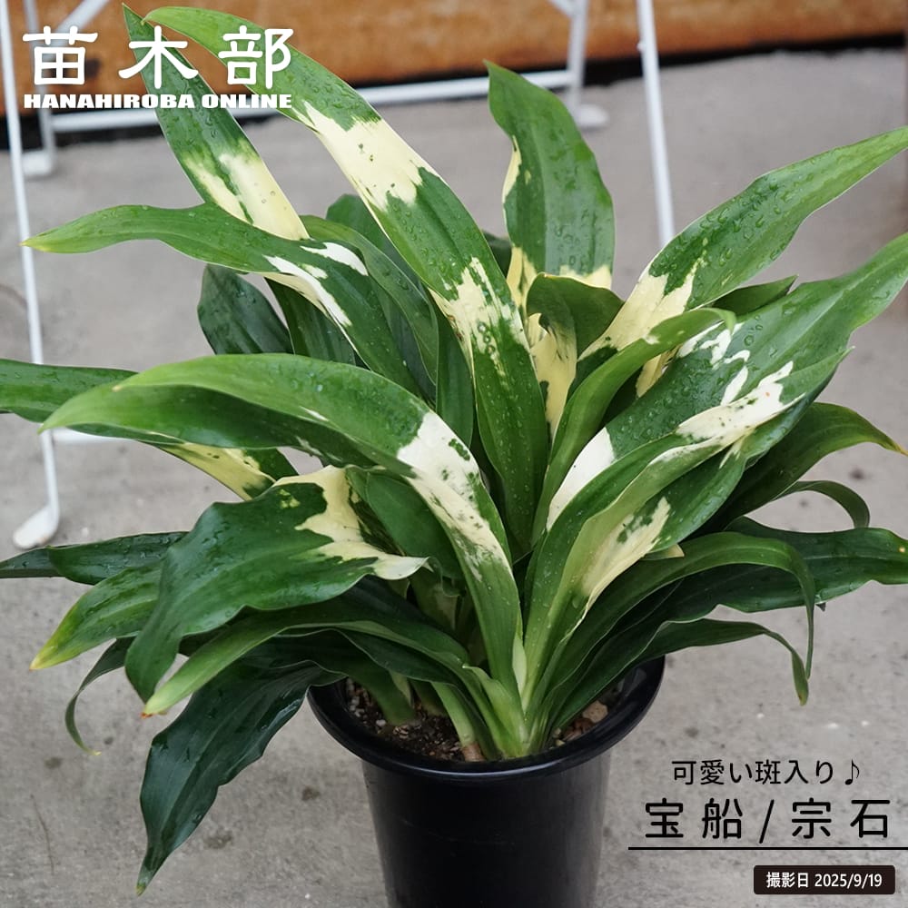 万年青（オモト） 宝船宗石 