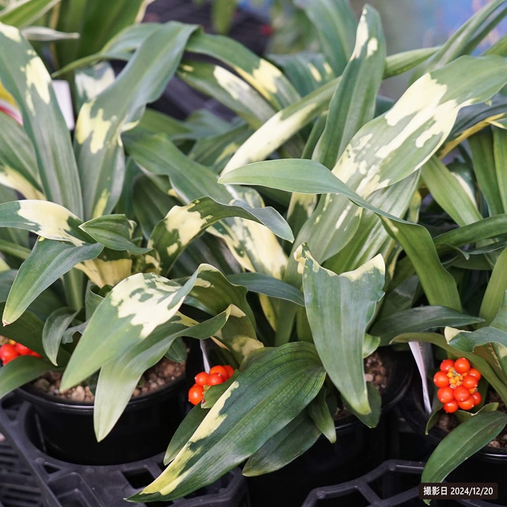 万年青（オモト） 宝船宗石 2