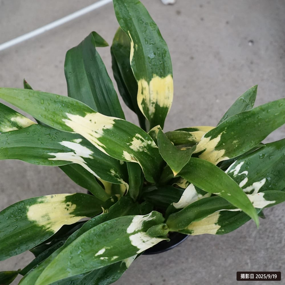 万年青（オモト） 宝船宗石 3