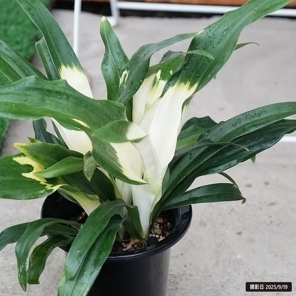 万年青（オモト） 長寿（宗石） 2