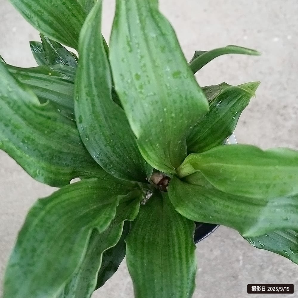 万年青（オモト） 有田（宗石） 2