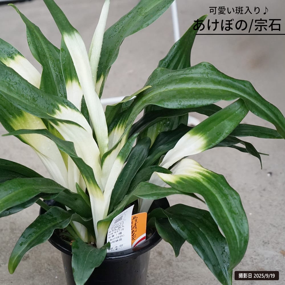 万年青（オモト） あけぼの（宗石）の通販 苗木部 By 花ひろばオンライン