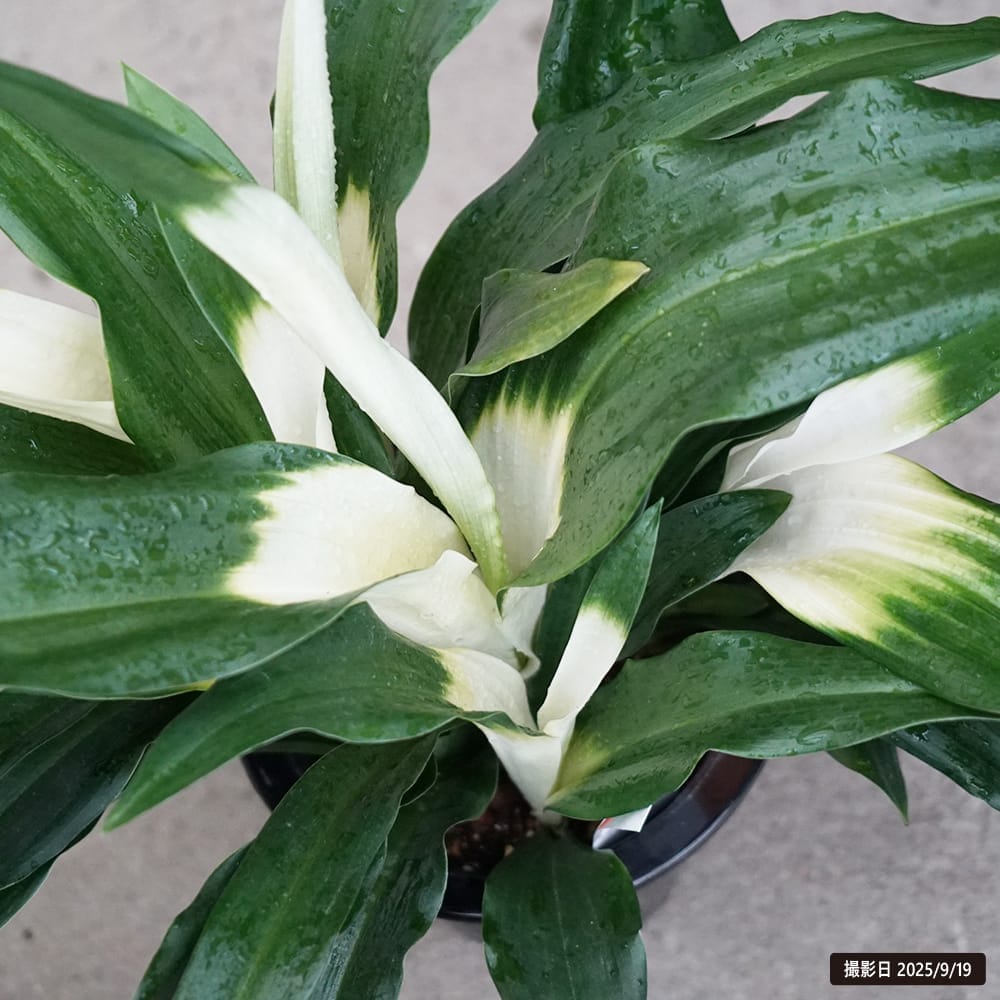 万年青（オモト） あけぼの（宗石） 2