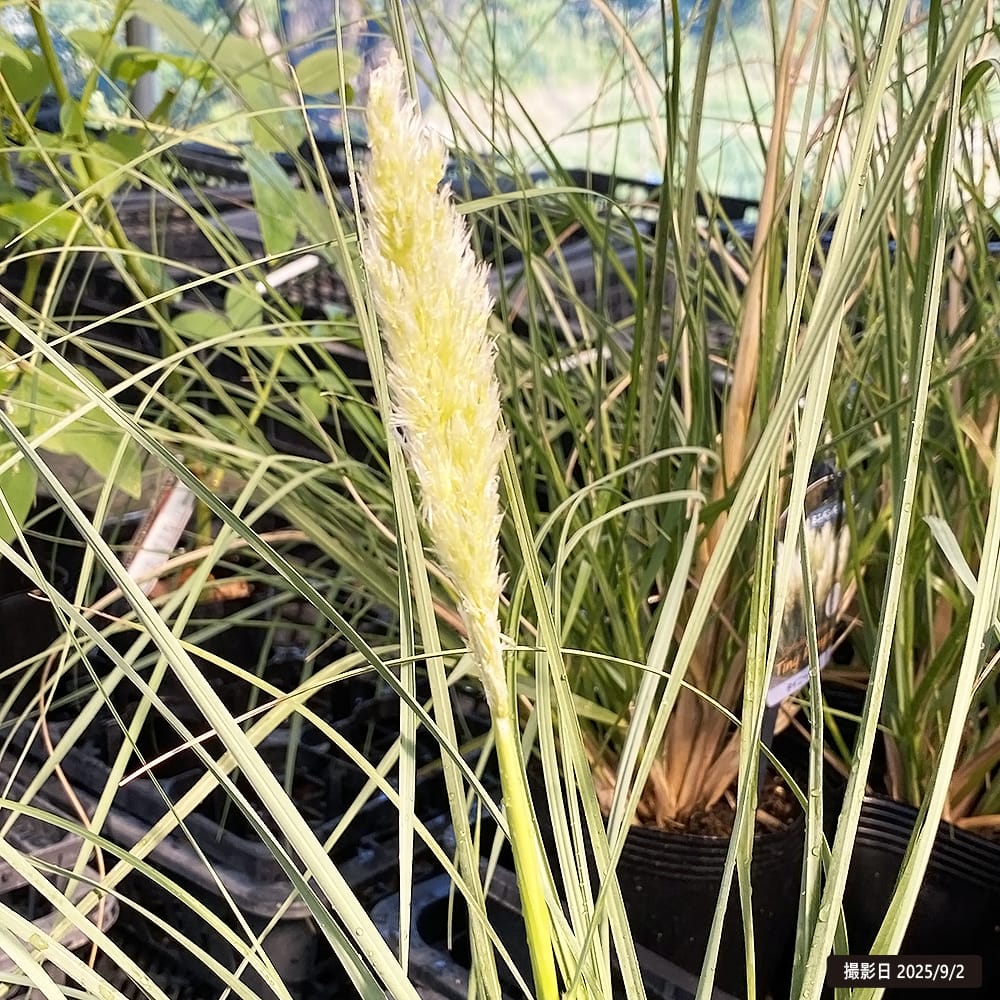 パンパスグラス タイニーパンパの通販 苗木部 By 花ひろばオンライン