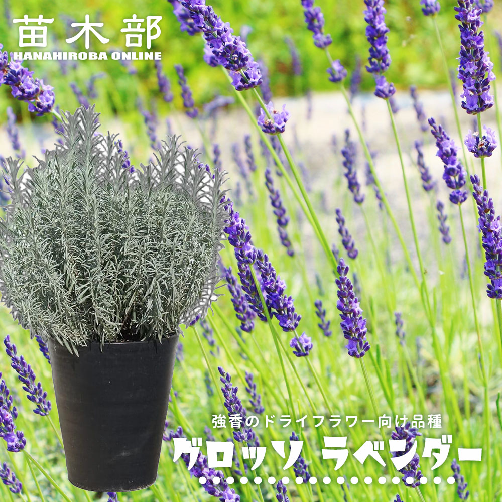 ラベンダー ラバンディン系 グロッソ 苗 植え方 苗木部 By 花ひろば