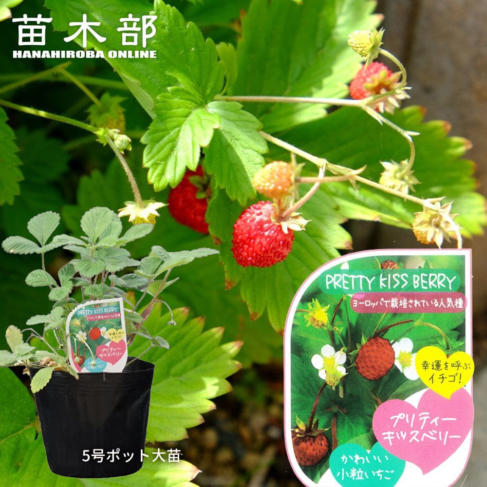 ワイルドストロベリー キッスベリー プリティー 