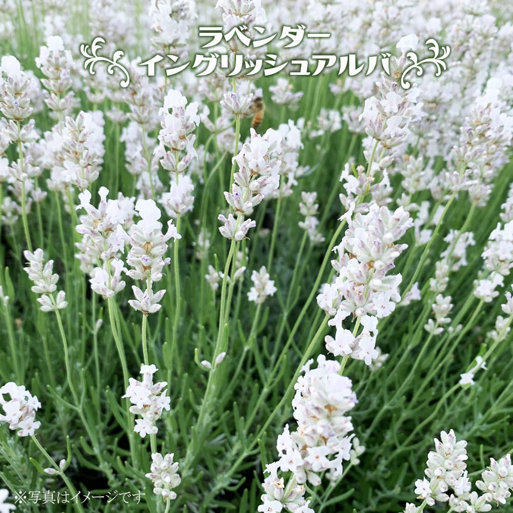 ラベンダー アルバ 