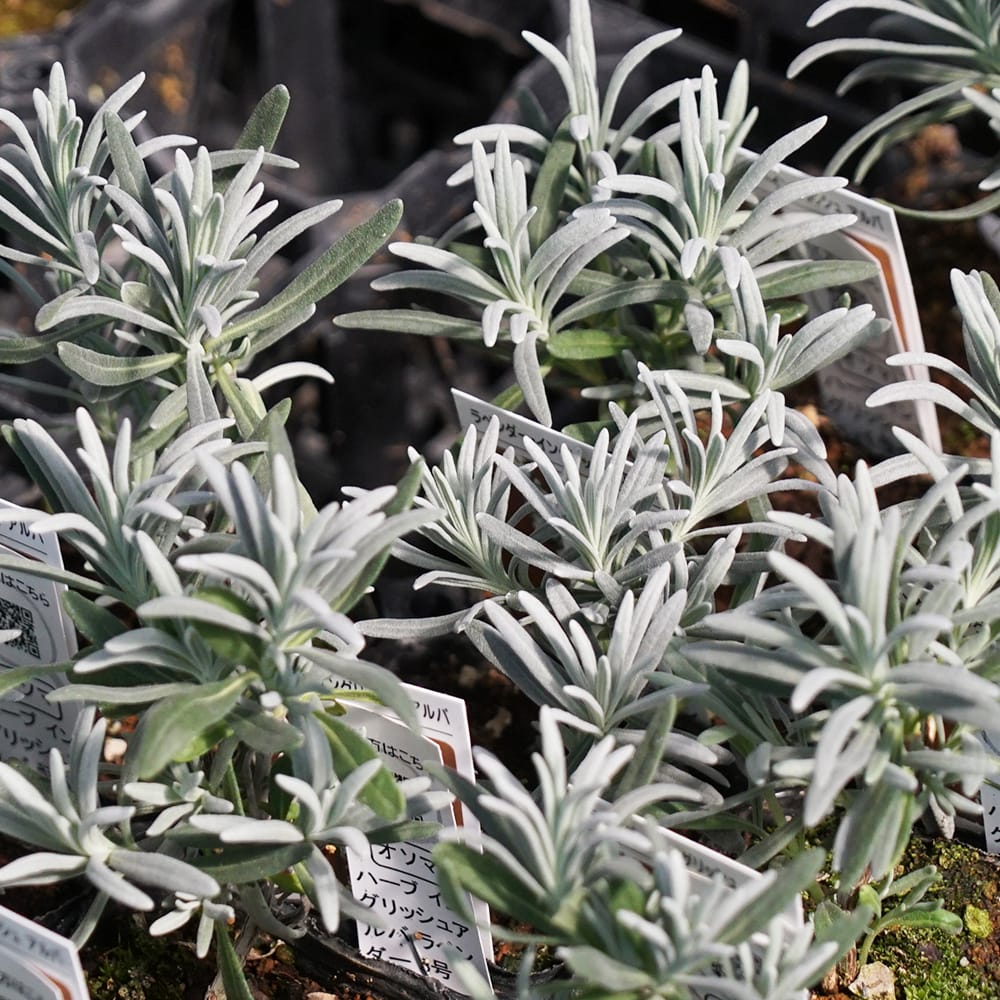 ラベンダー アルバ 1