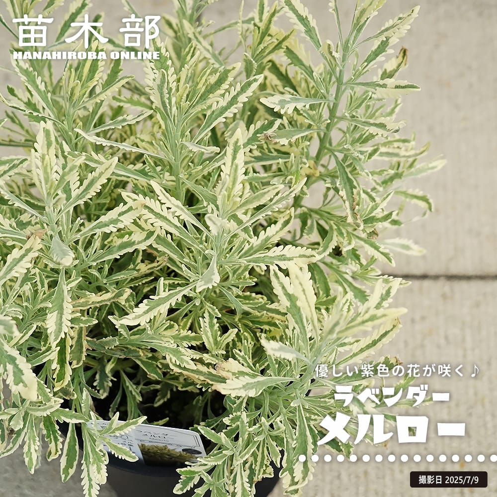ラベンダー アラルディー 【メルロー】