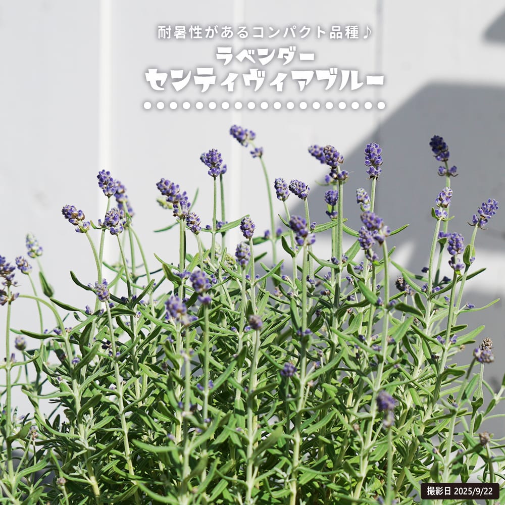 ラベンダー センティヴィアブルー 