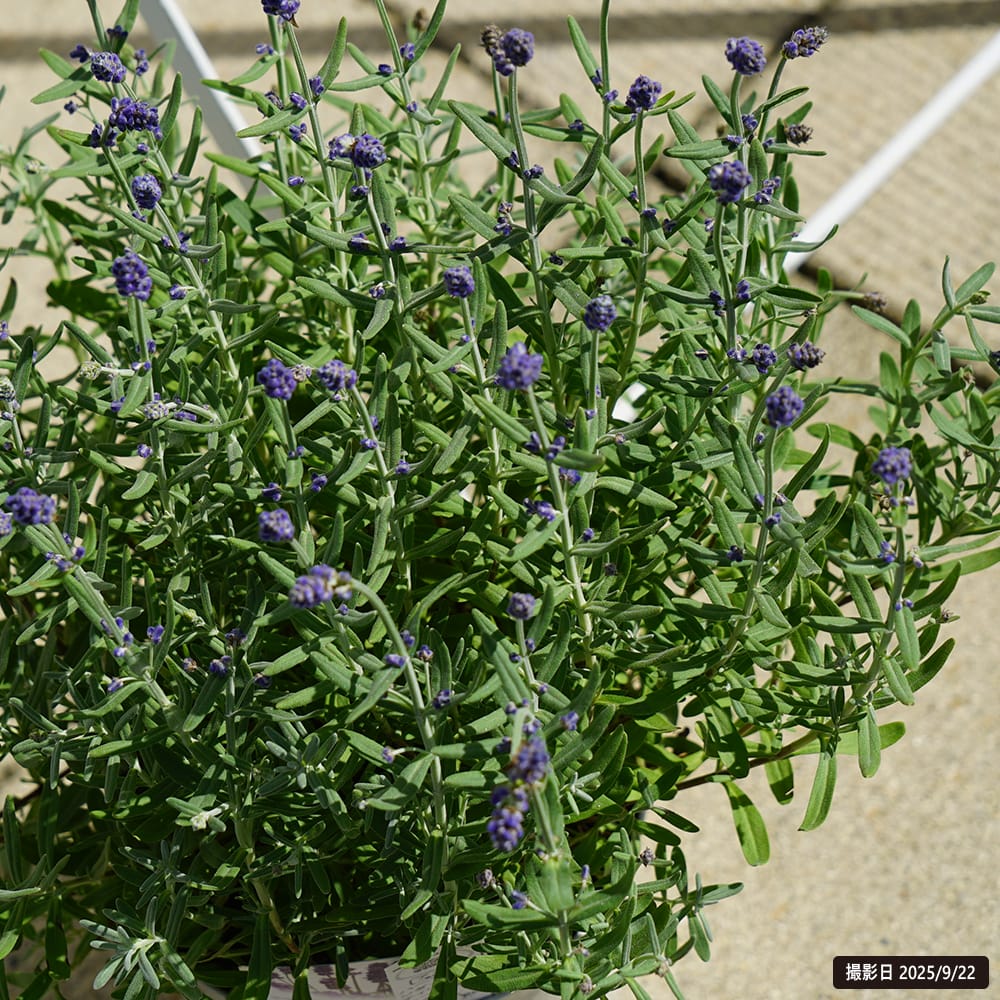 ラベンダー センティヴィアブルー 1