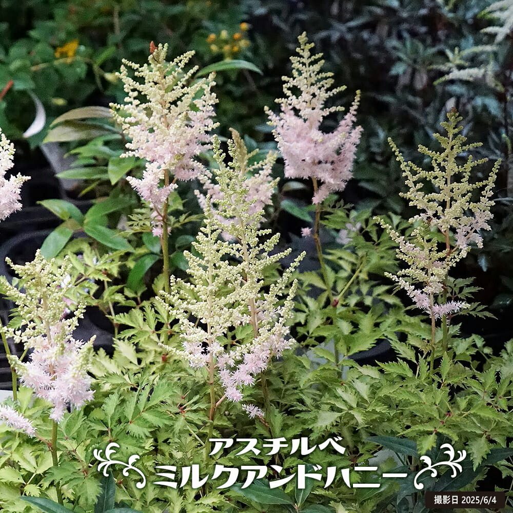 アスチルベ ミルクアンドハニー 