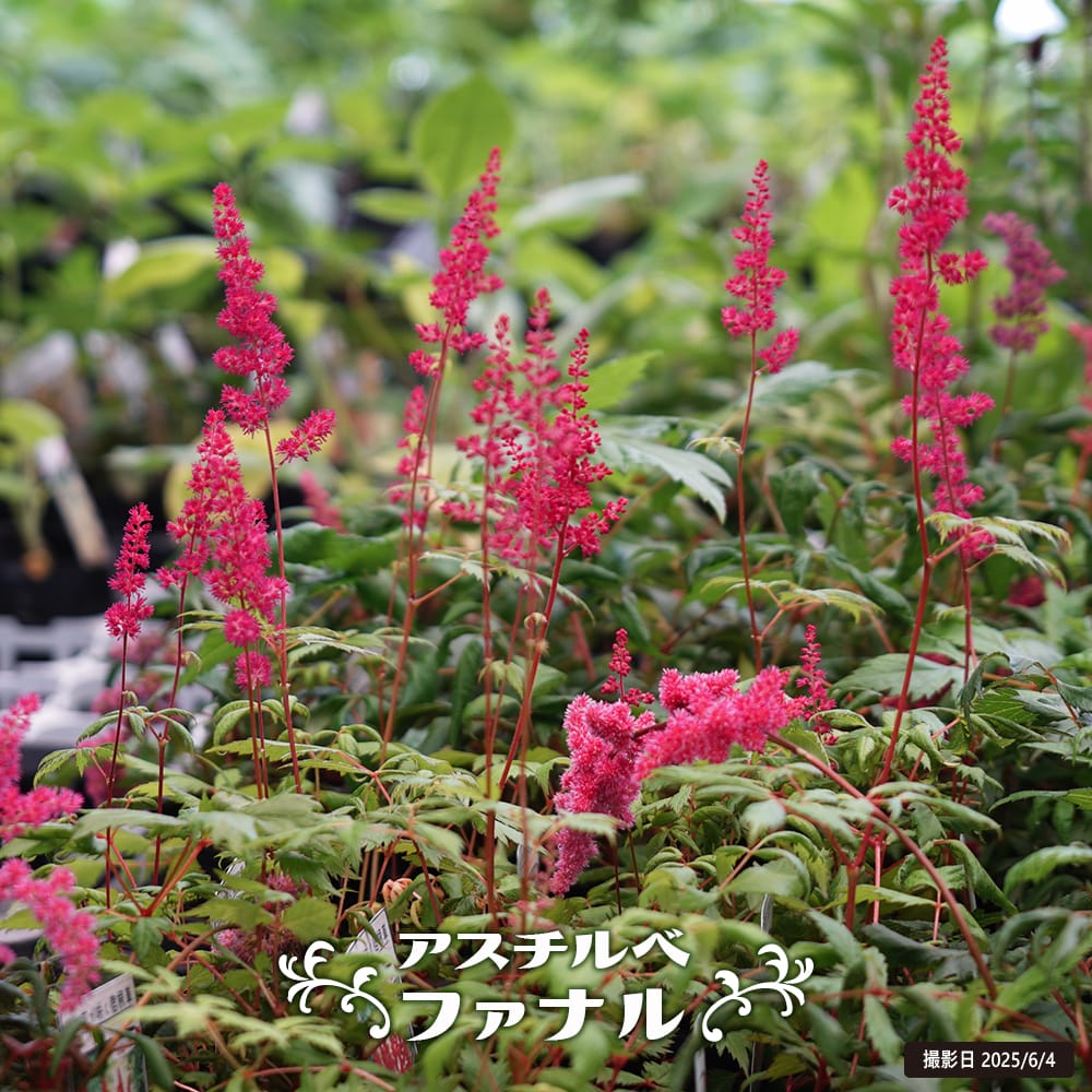 アスチルベ ファナル 