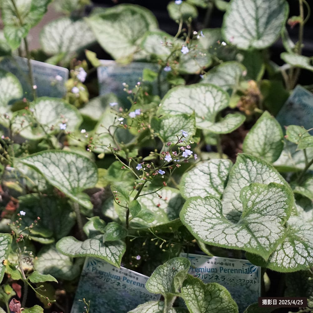 ブルンネラ マクロフィラ ジャックフロスト 2