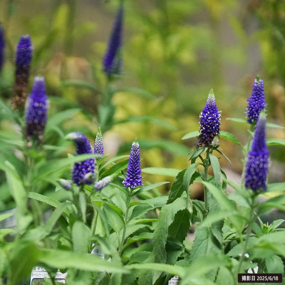 ベロニカ ハミングバードブルー 1