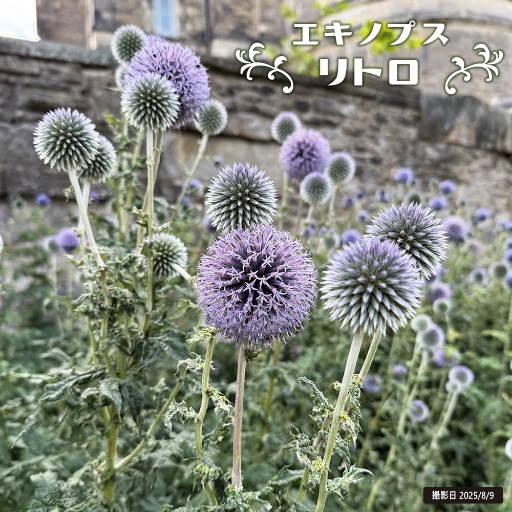 エキノプス （ルリタマアザミ） リトロ 