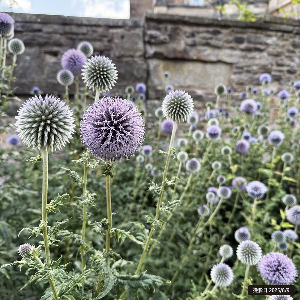 エキノプス （ルリタマアザミ） リトロ 1