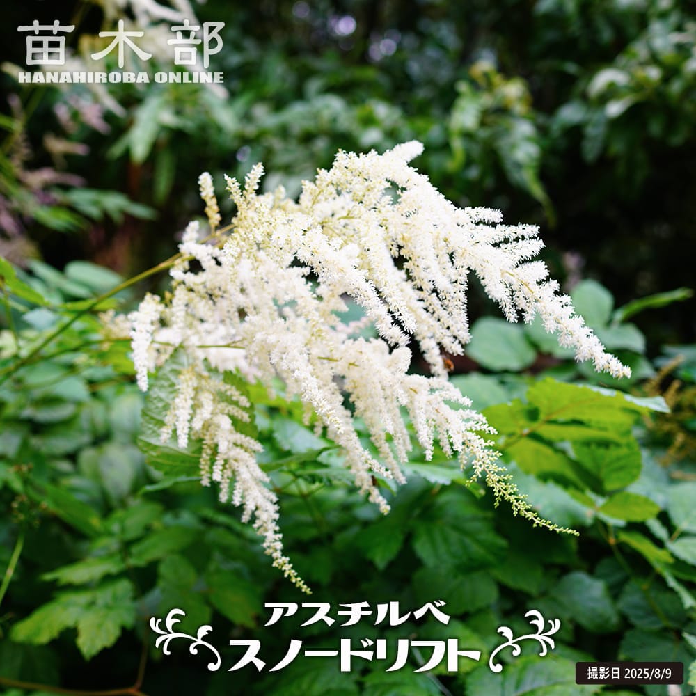 アスチルベ スノードリフト 