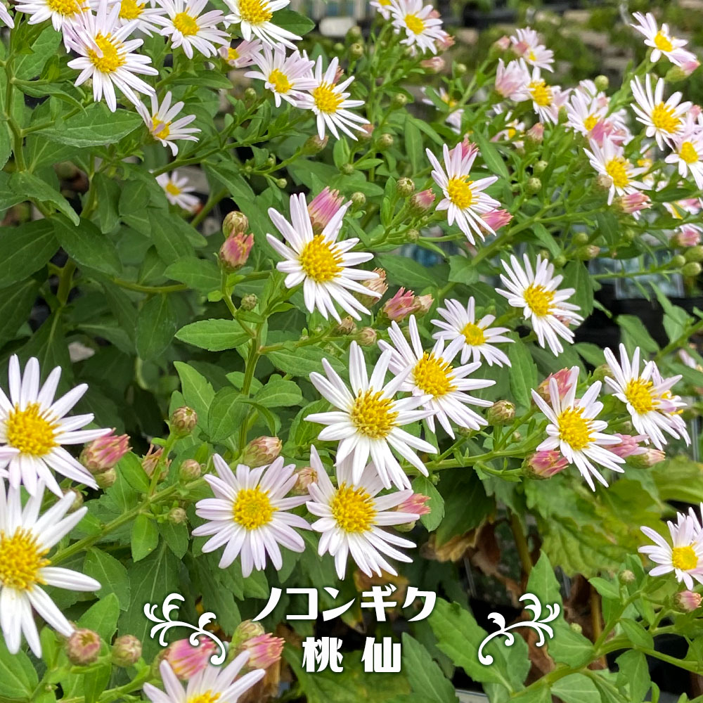 ノコンギク　（野紺菊） 桃仙 