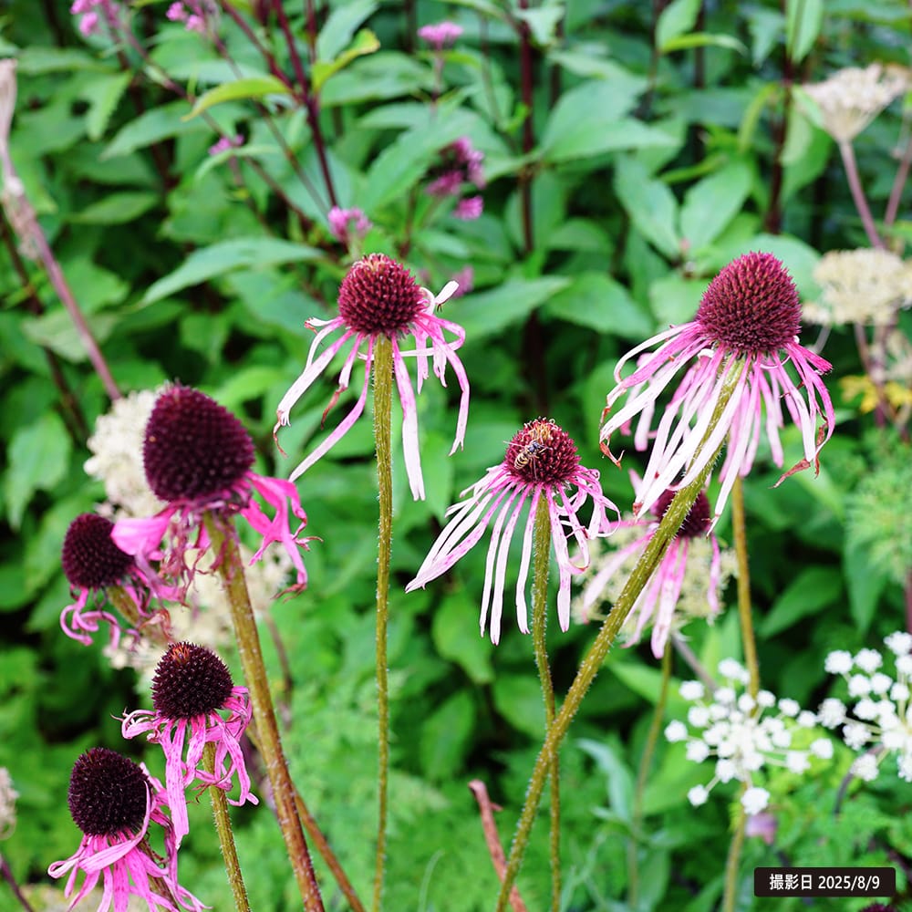 エキナセア パリダ 2