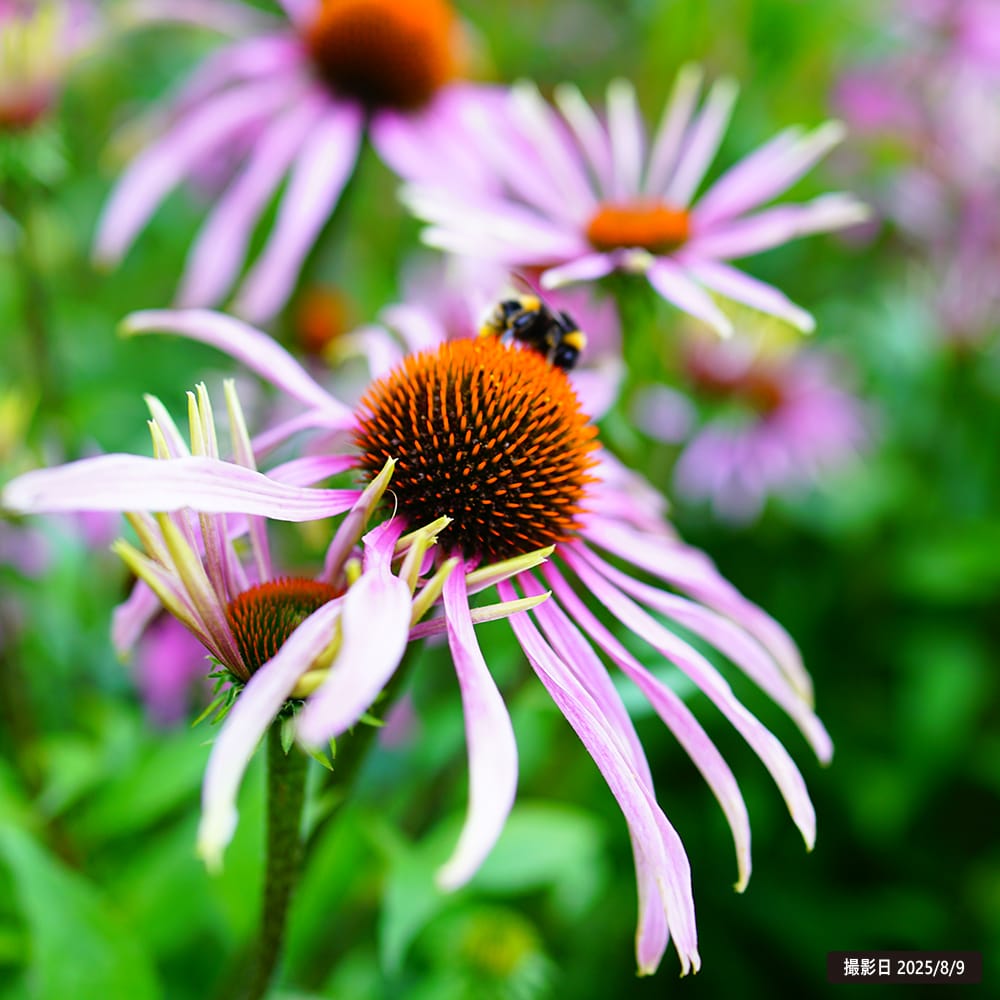 エキナセア パリダ 1