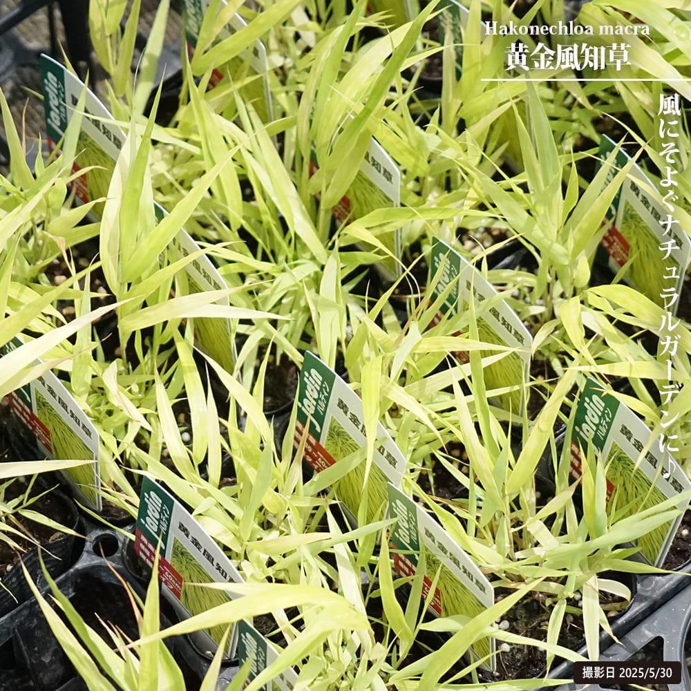 フウチソウ 黄金風知草 