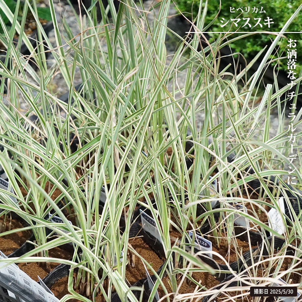 ススキ シマススキ 