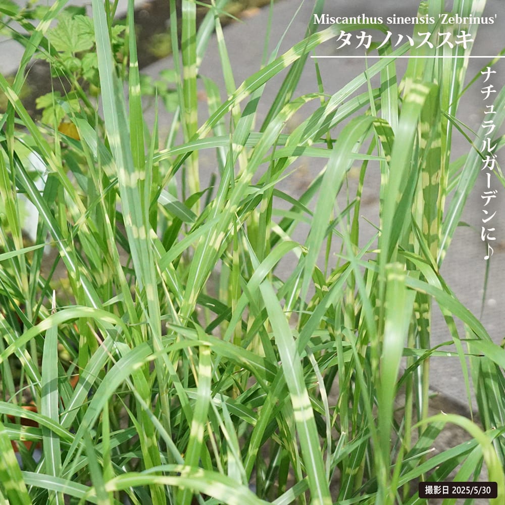 ススキ タカノハススキ 