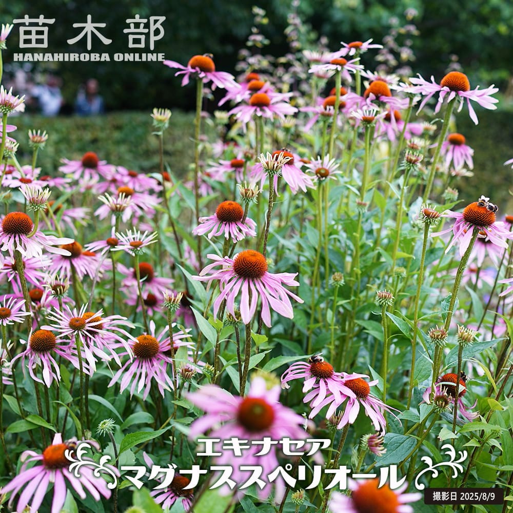 エキナセア マグナススペリオール 