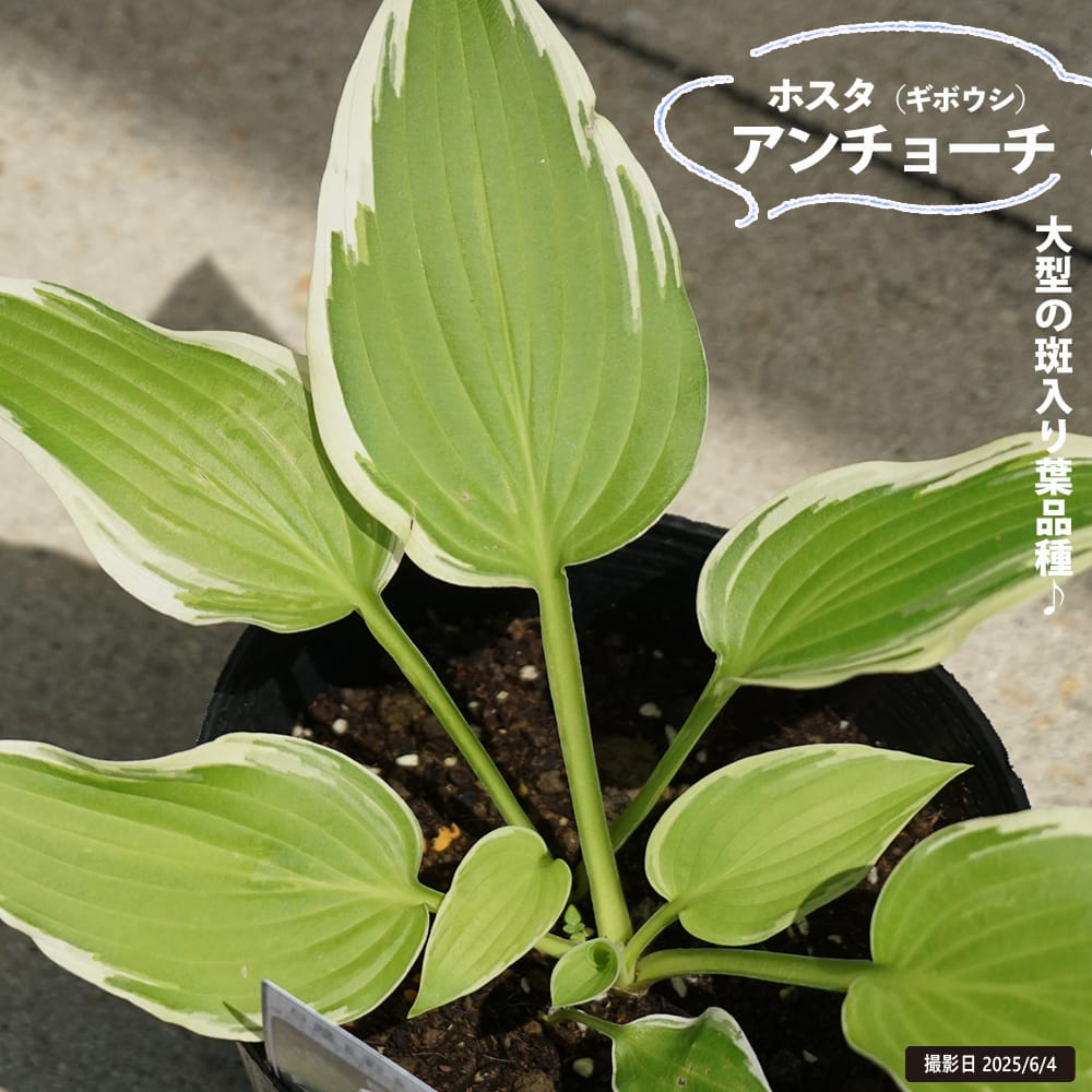 ホスタ アンチョーチ 