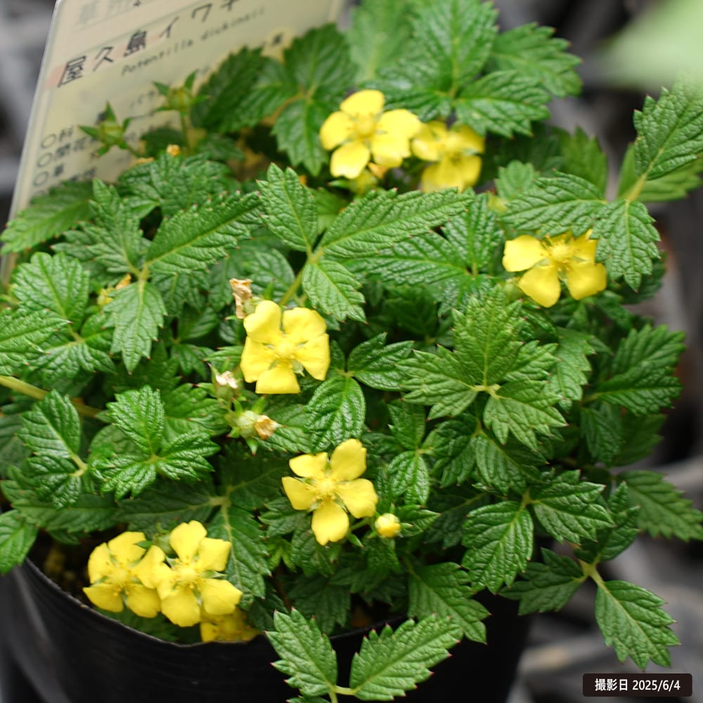 イワキンバイ 屋久島イワキンバイ 1