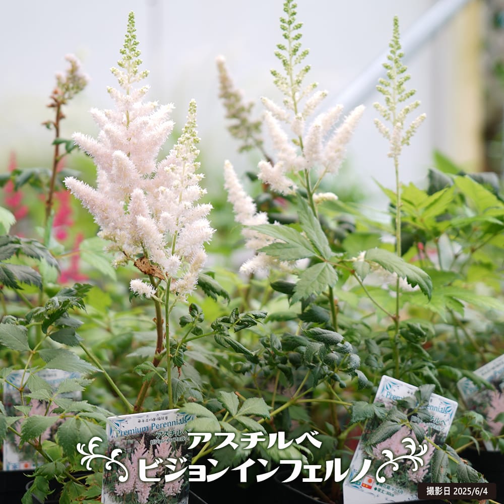 アスチルベ ビジョンインフェルノ 