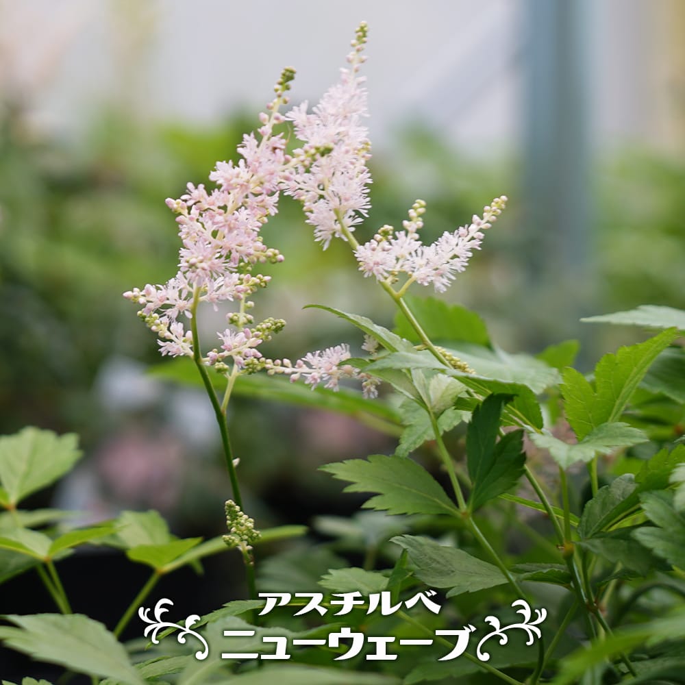 アスチルベ ニューウェーブ 