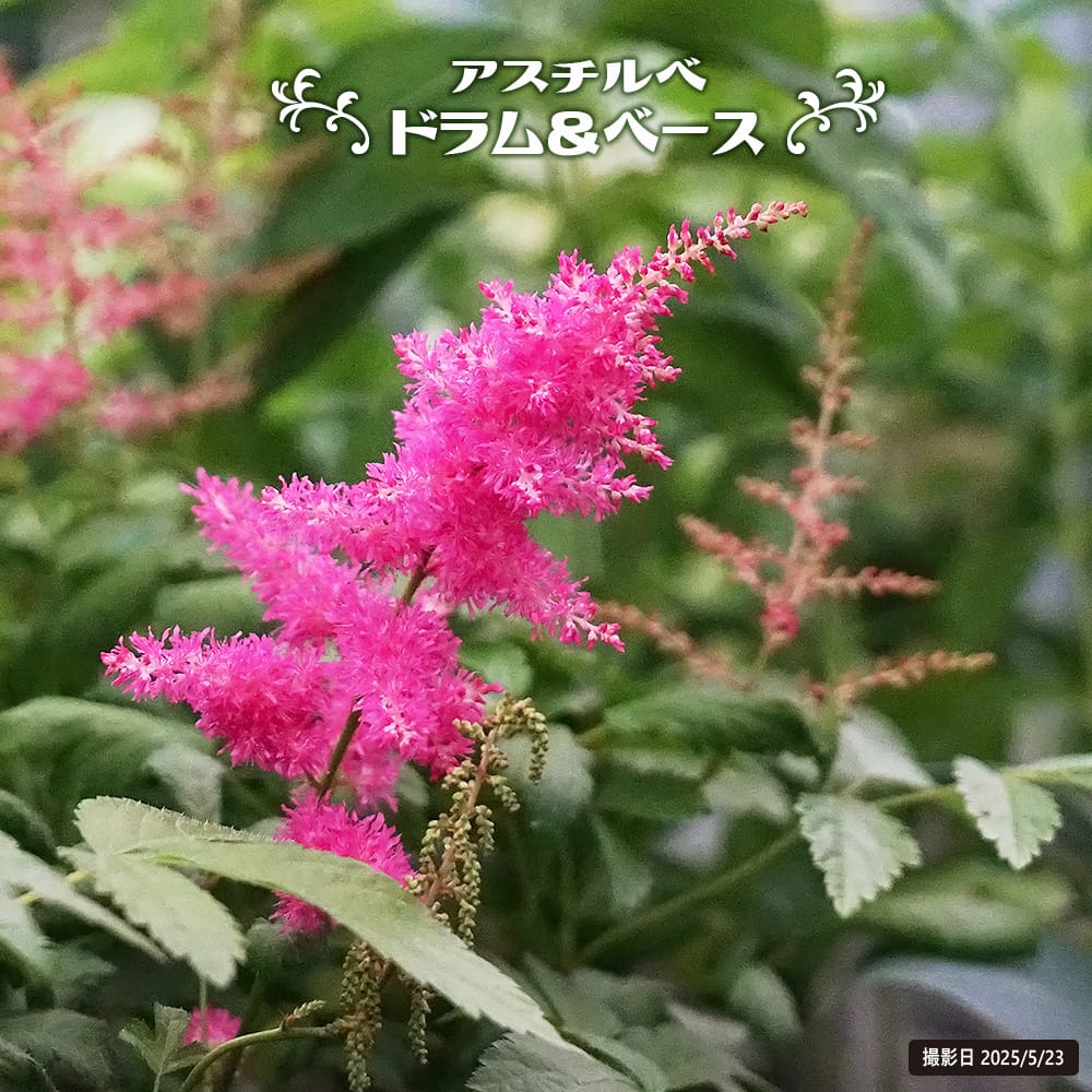 アスチルベ ドラムアンドベース 