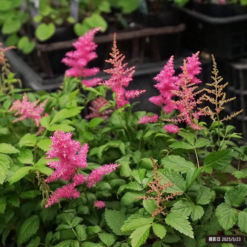 アスチルベ ドラムアンドベース 1