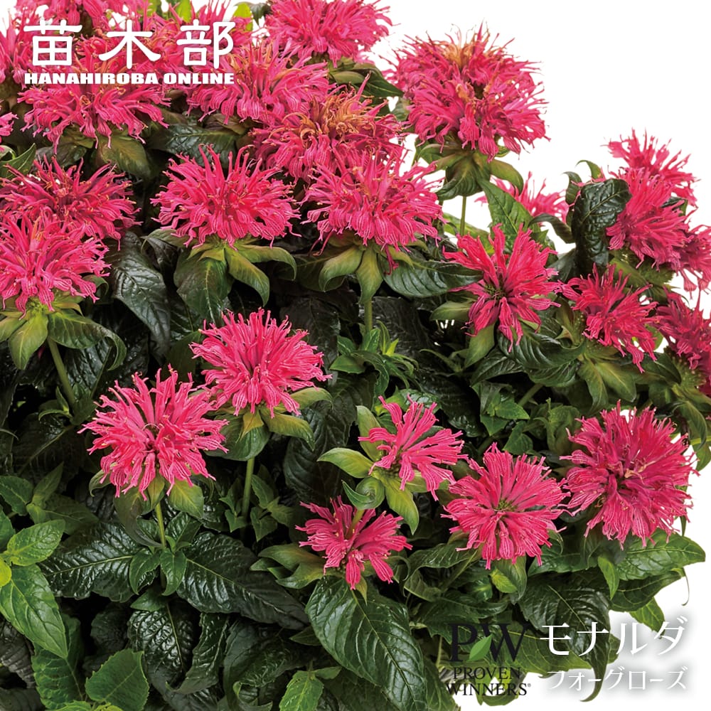 モナルダ ローズ 