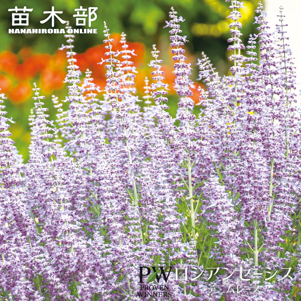 サルビア デニムレース 