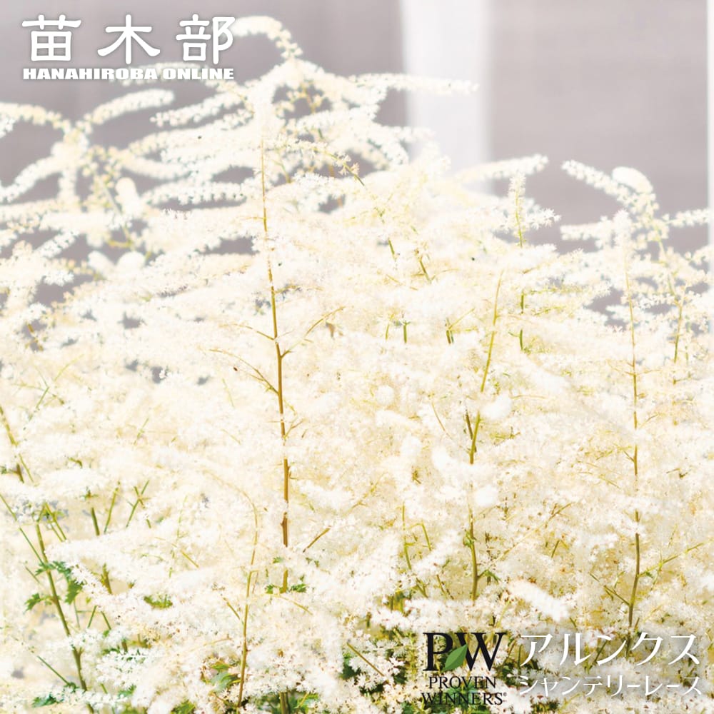 アルンクス シャンテリーレース 